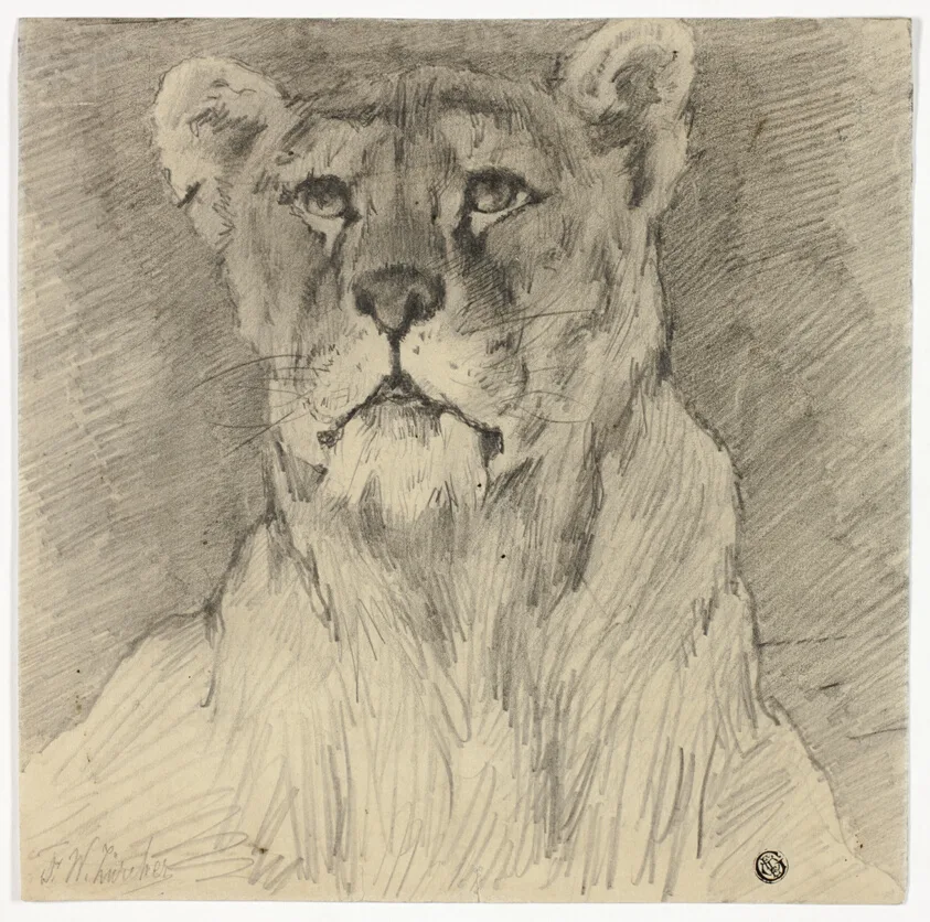Front View of Seated Lioness by Frederik William Zurcher, n.d.
