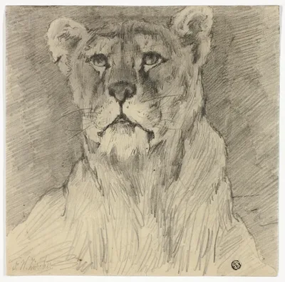 Front View of Seated Lioness by Frederik William Zurcher, n.d.