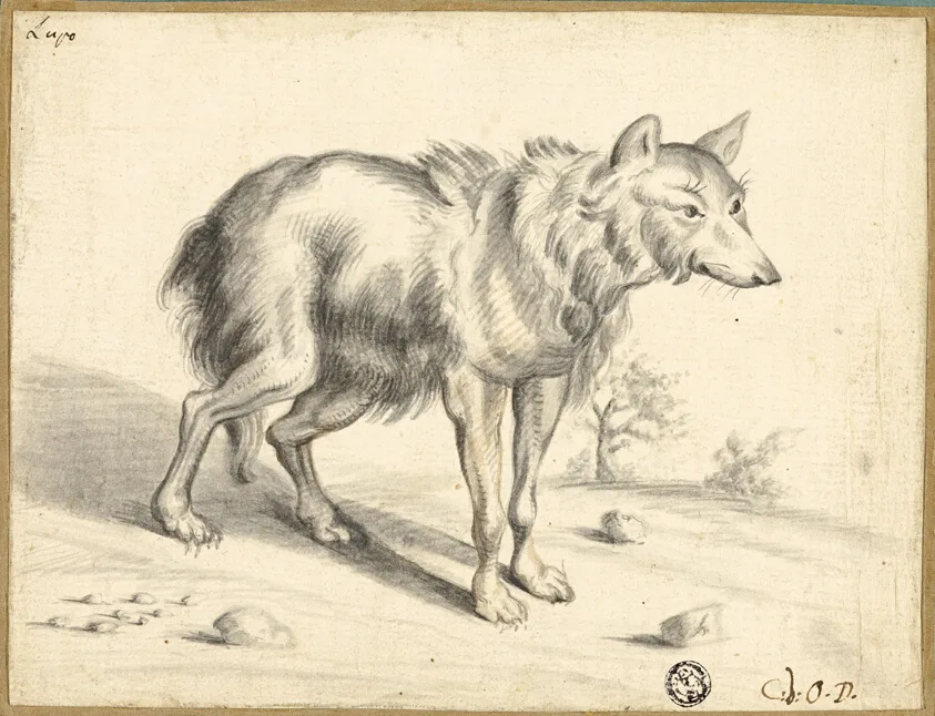 Wolf by Jan van Os, 1655