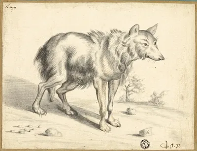 Wolf by Jan van Os, 1655
