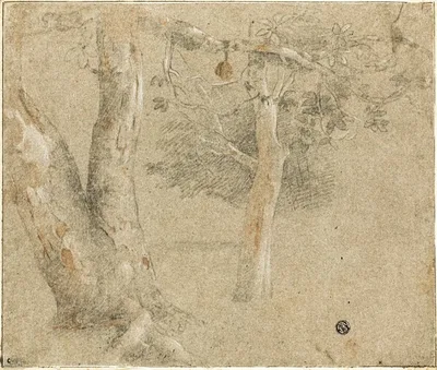 Sketches of Trees by Cristofano Allori, n.d.