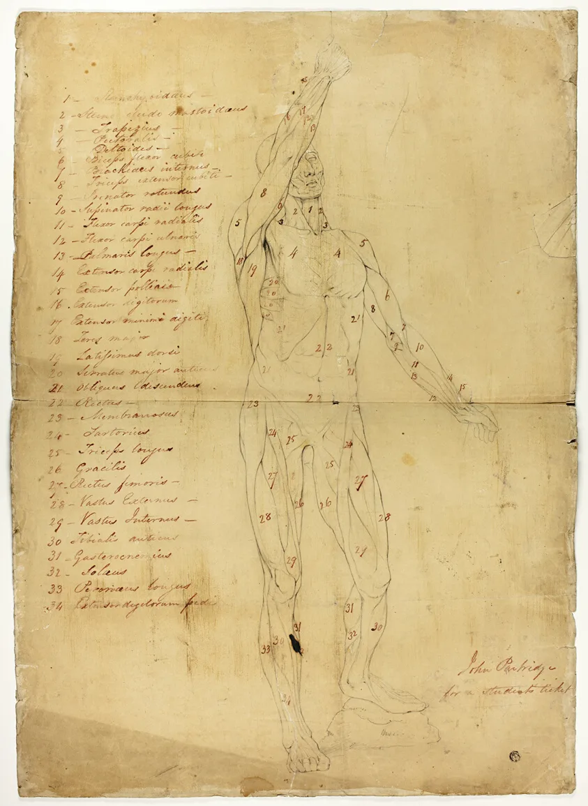 Male Ecorché by John Partridge, c. 1810