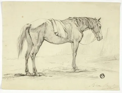 Standing Horse by Unknown artist, n.d.