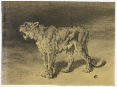 Lioness Roaring by Frederik William Zurcher, n.d.