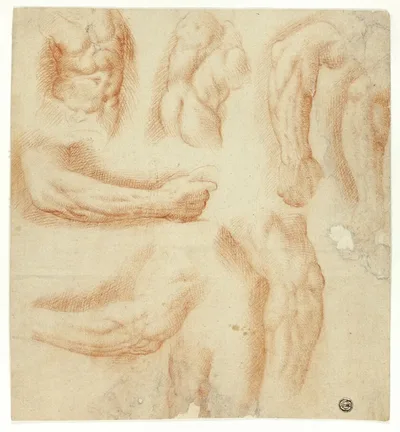 Sketches of Arms, Male Torso, and Back by Italian, n.d.